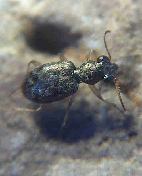 Asaphidion curtum